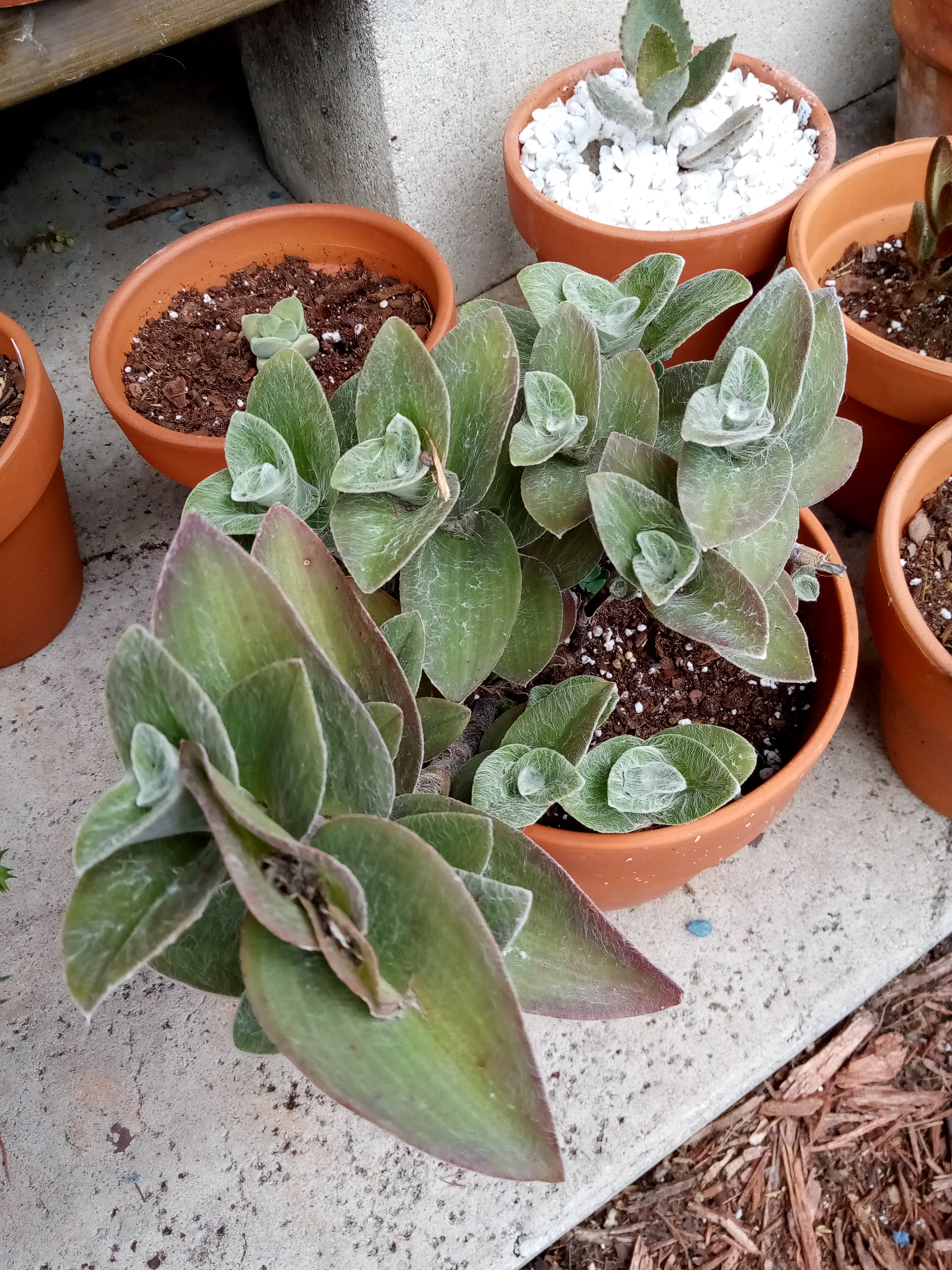 Tradescantia sillamontana - Cobweb plant.jpg